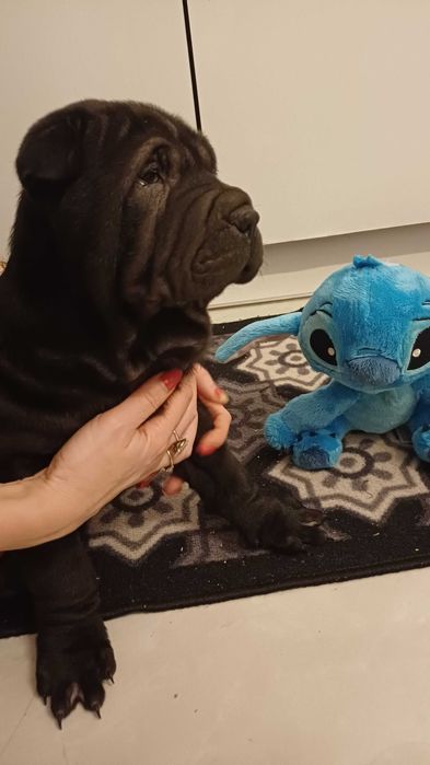 Shar Pei z rodowodem