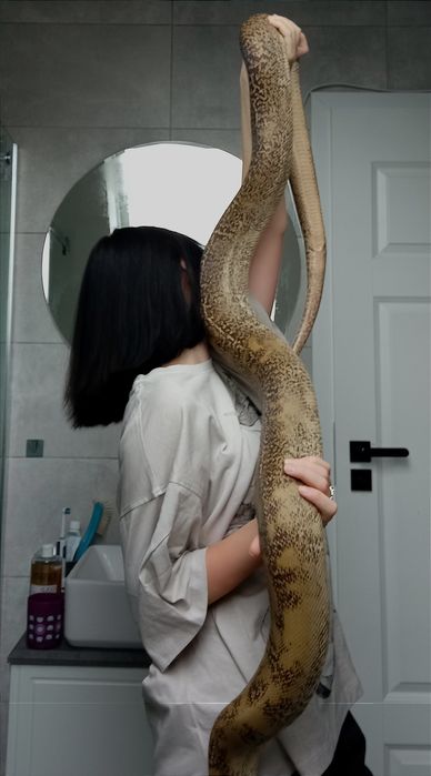 Wąż Birmański Granite