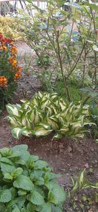 Roslina funkia - hosta