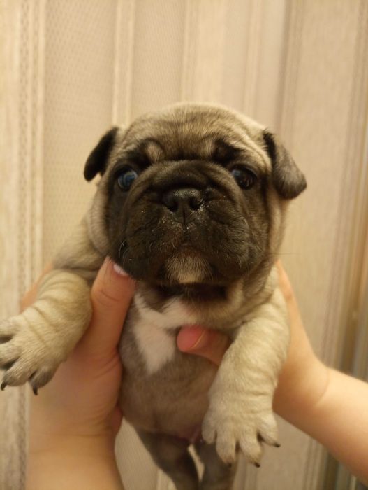 Французькі бульдожки