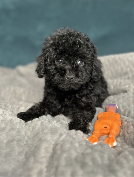 Той пудель мини девочка в черном окрасе КИЕВ