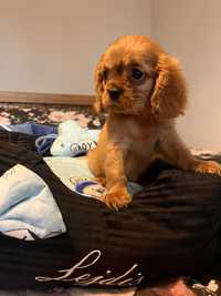 Cavalier King Charles Spaniel Piesek