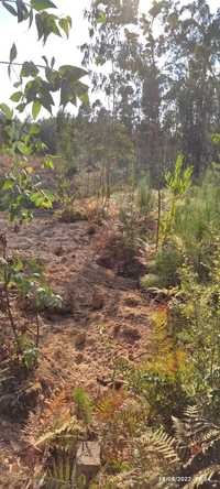Terreno rústico  com alguns eucaliptos