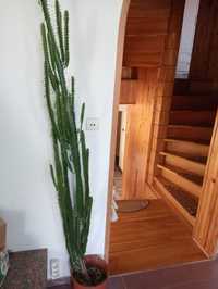Kaktus w doniczce 190 cm
