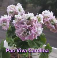 Сортовые пеларгонии розебудные плющелистные, тюльпановидные , карликов