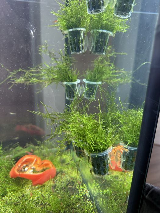 Kubeczek z mchem meacock moss