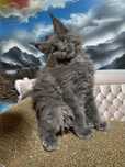Piękny kocur Maine Coon