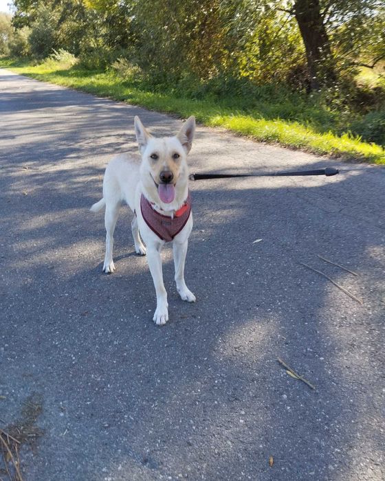 Alfa roczna sunia do adopcji