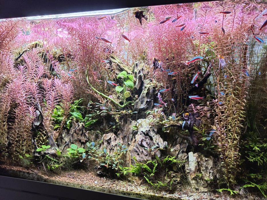 Akwarium cały zestaw 200l optiwhite