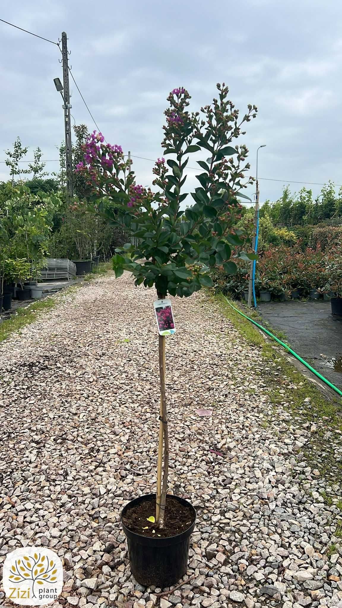 Lagerstroemia indica Purple Star, Lagerstremia indyjska, pień 80cm