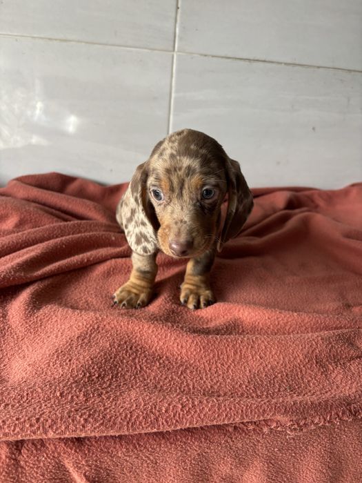 Teckel macho miniatura