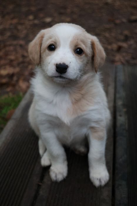 Віддам цуценят у добрі руки!!!