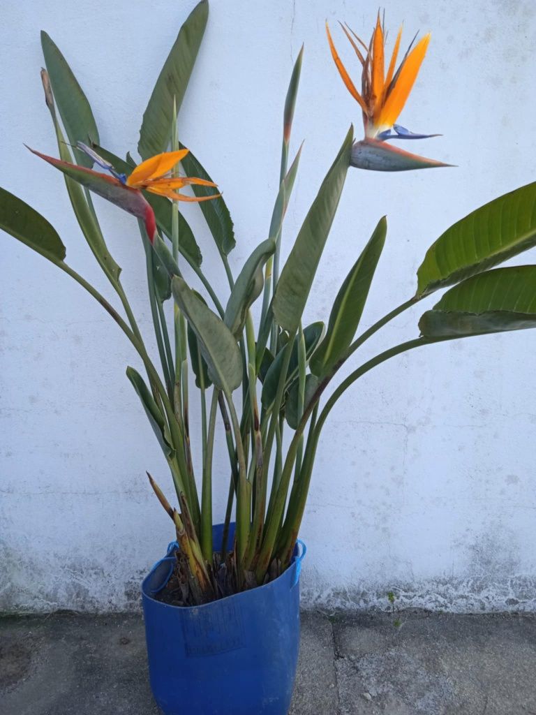 Vendo estrelicias com flor tem 4 pés