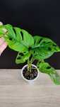 Monstera Monkey Mask