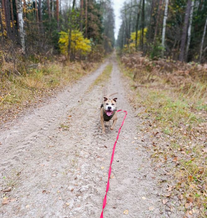 Oddam amstaff / pitbull