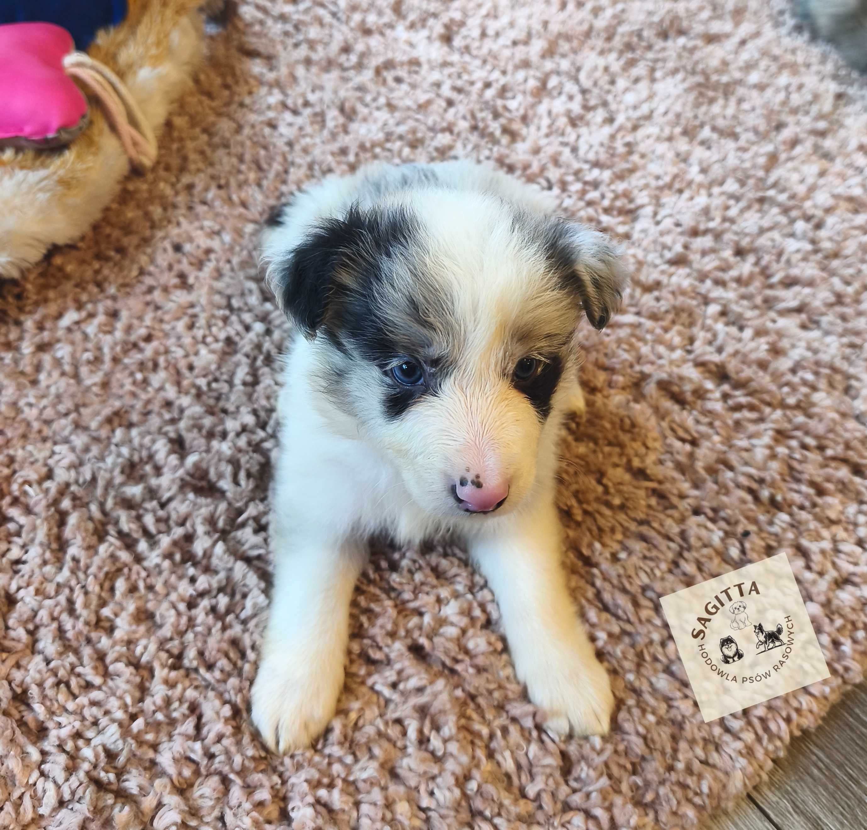 Border Collie ślicznotka - piękna suczka