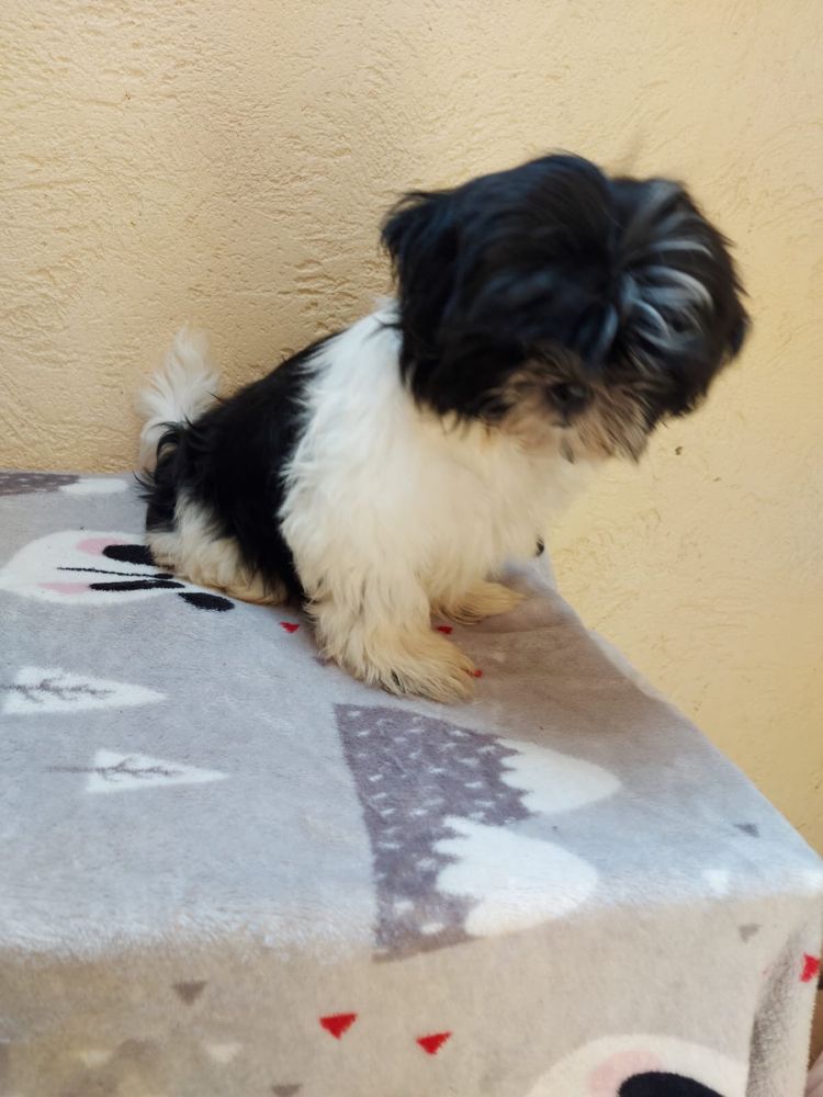 Suczka shih tzu.