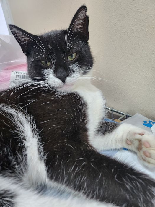Bonifacy. Roczny kocur do Adopcji