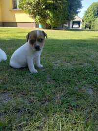 Jack Russell terrier