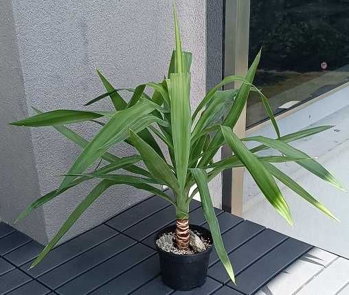 Jukka gwatemalska, zdrowa, okazała