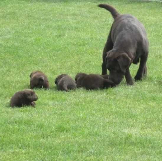 Piesek Labrador Retriever wybitne pochodzenie