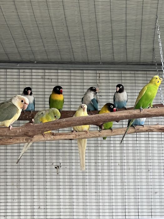 Agapornis ficher e personatus sexados