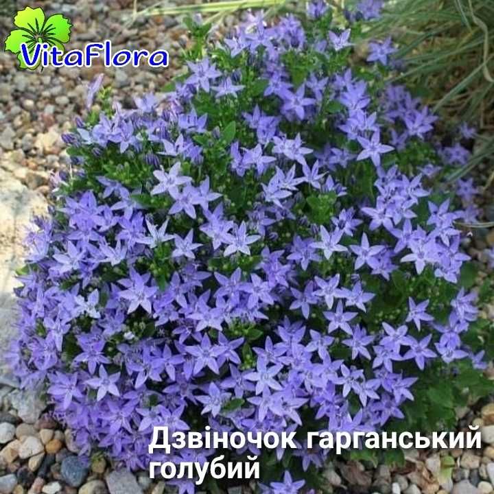 Квіти багаторічні альпійська гірка