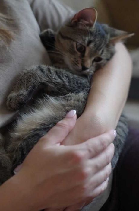 Cudny, mruczący kocurek do adopcji