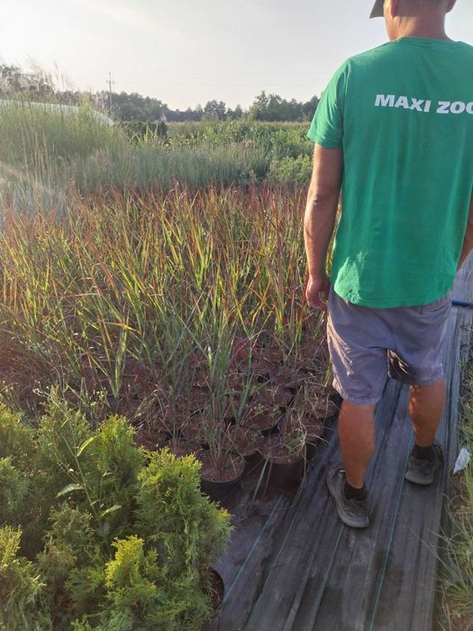 Trawa Proso rózgowate czerwone dostawa gratid