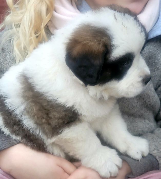 Piękna  Bernardyna Dlugowlosy