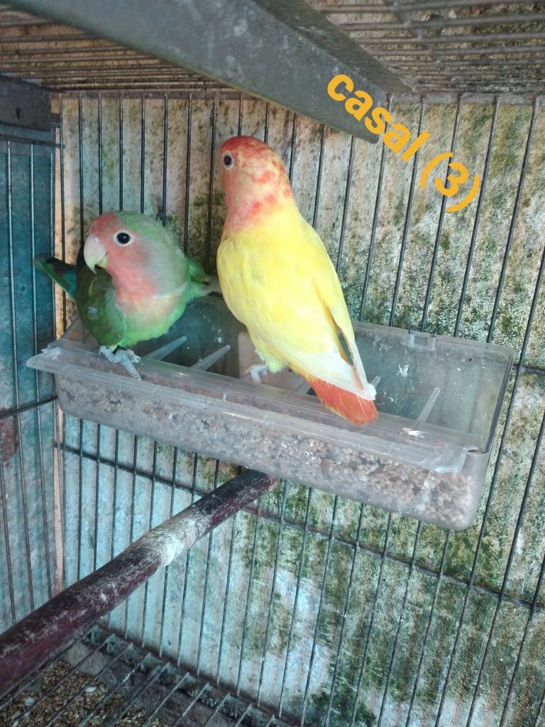 Agapornis Rosicolis  ano  2025 P/ ceder a partir de 15€