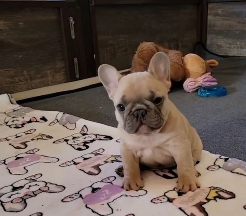 ФранцуЗька.   малишка