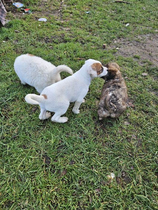 Oddam pieski w dobre rece. Odrobaczone