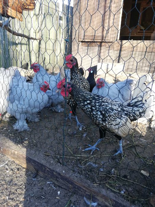 kochiny miniaturowy i sebrytki