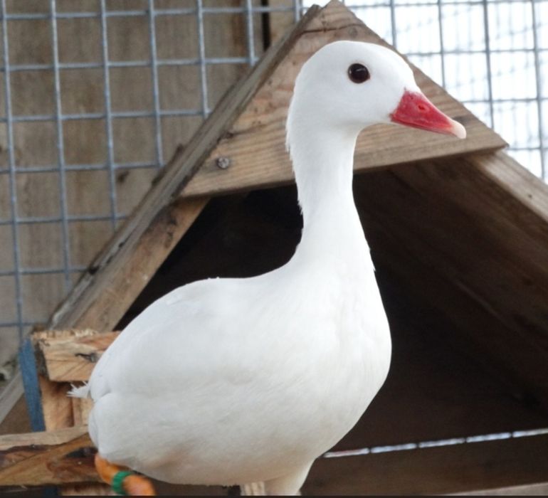 Fêmeas de pato .