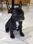 Buldog francuski