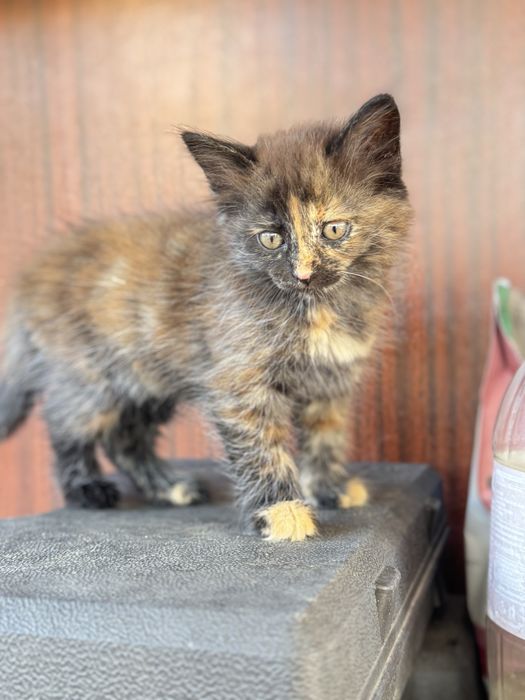 Кошенята безкоштовно