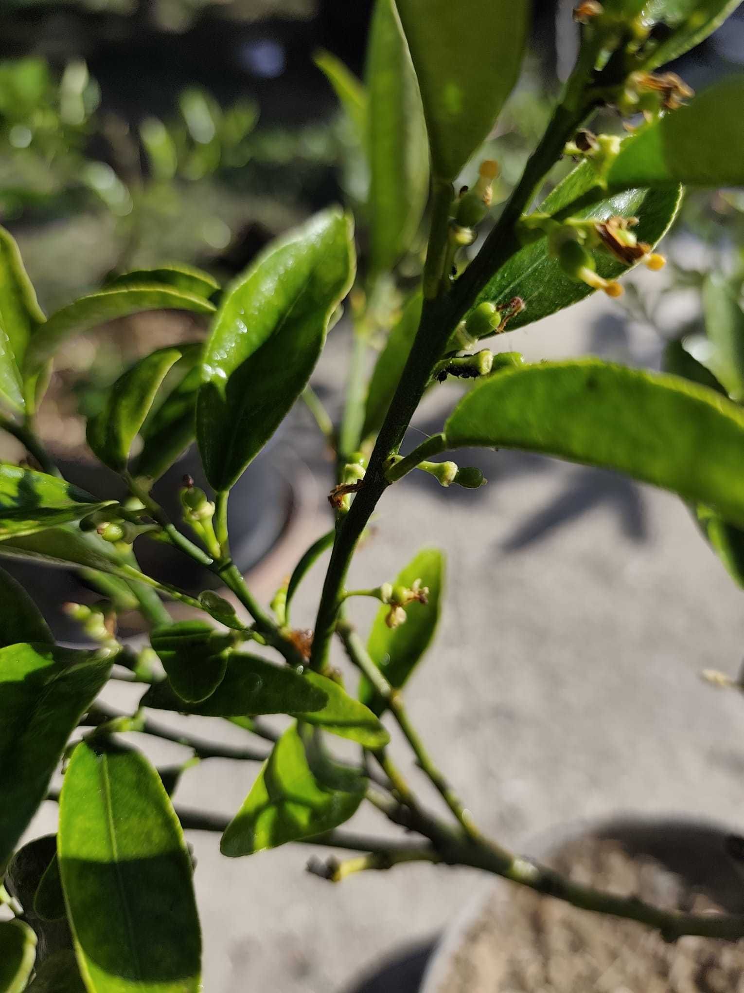KUMQUAT Japonico
