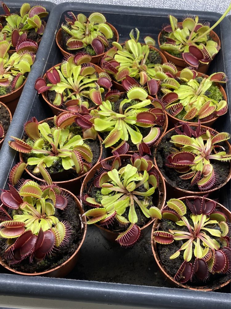 У продажу Венерина мухоловка / Dionaea muscipula