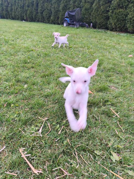 Oddam szczeniaczki 6 szt.