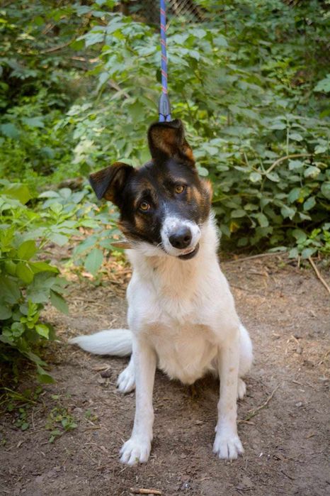 Beethoven szuka domu