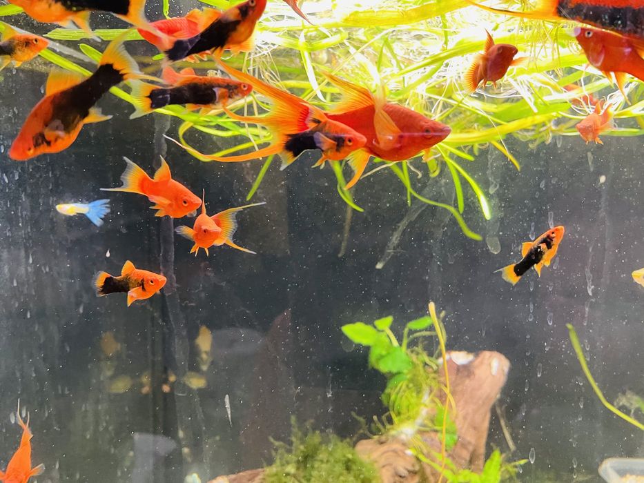 Mieczyki delta, lira