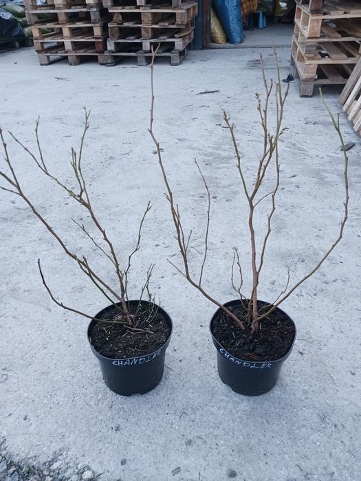 Kora sosnowa 80L średnia sortowana frakcja 20-40.