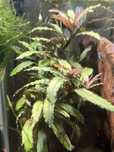 Bucephalandra roślina akwariowa