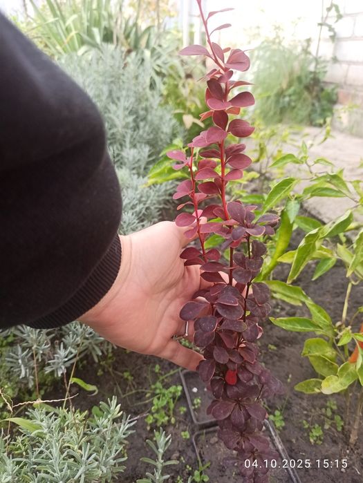 Барбариси Тунберга