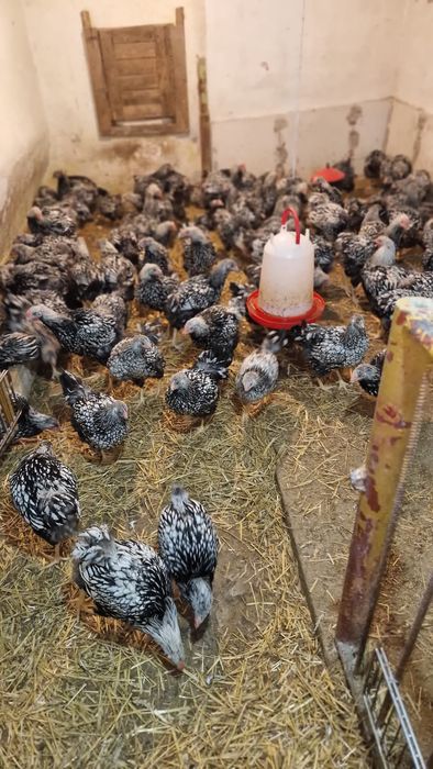 Kury wyandotte srebrnoluskowane