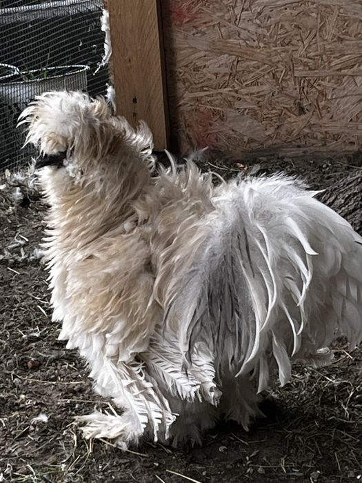 Silka Lokowana kogut