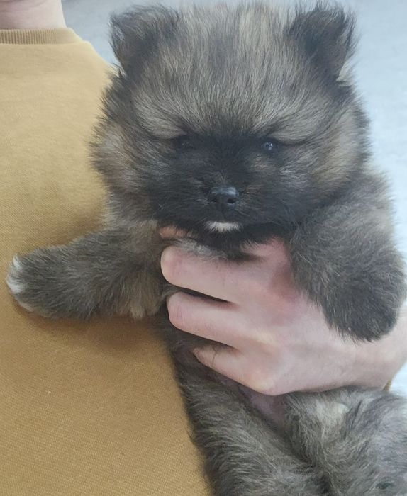 Pomeranian szpic miniaturowy FCI