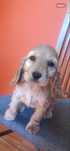 Cocker Spaniel Angielski sunia