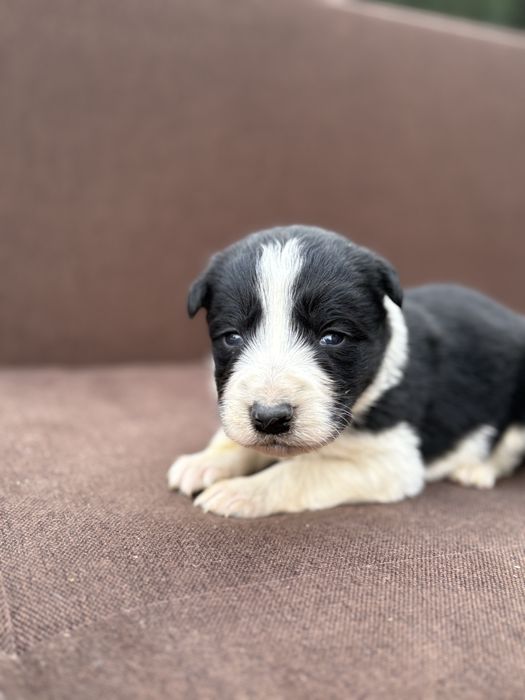 Border Collie piesek szczeniak z metryką